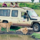 The Safari Van Vehicle during wildlife viewing